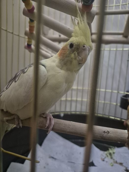 Самка попугая Карела. Возраст 3месяца.