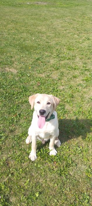 Лабрадор ретривер