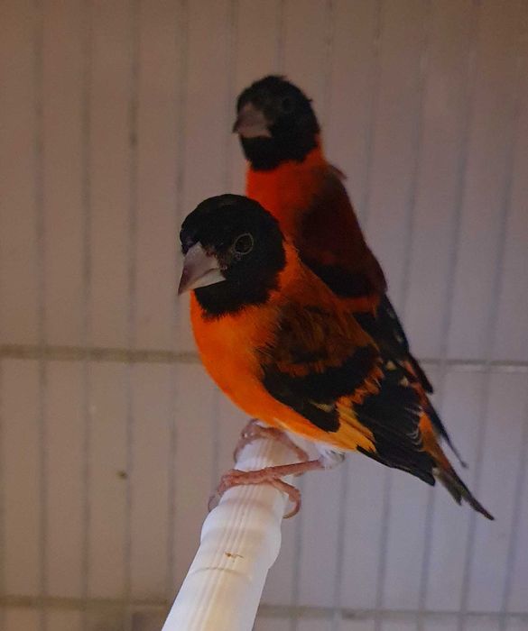 Czyż, czyżyki czerwone