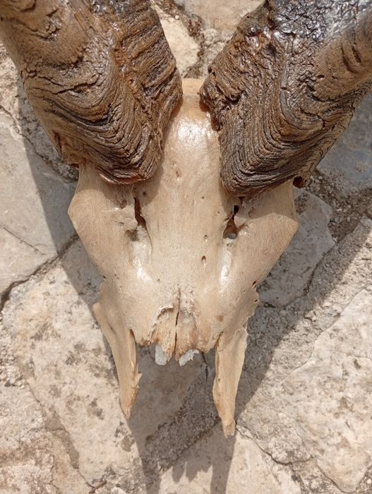 Troféu  de  caça