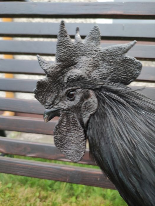 Jaja lęgowe ayam cemani