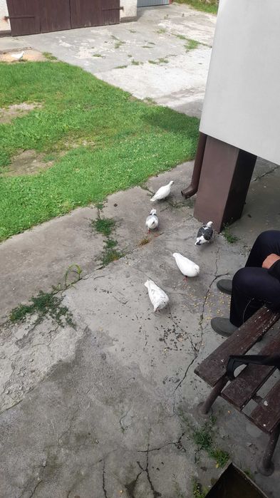 Gołębie pocztowe białe
