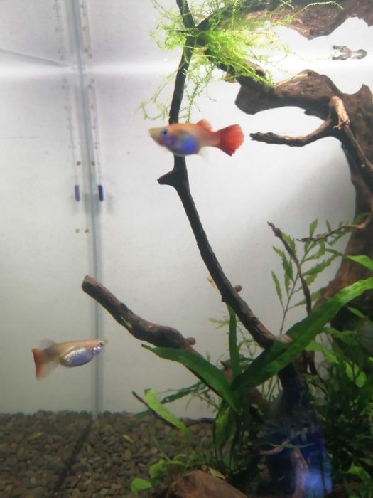 Guppies Para trocar