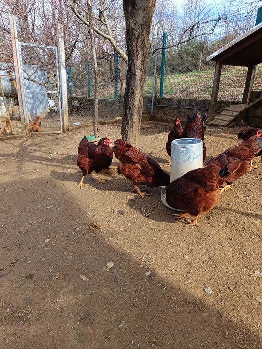 Vendo ovos de galinhas de raça  Rhode Island Red.