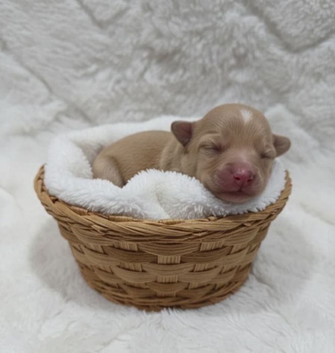 Cavapoo badania suczka