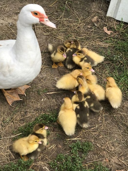 Kaczuszki francuskie