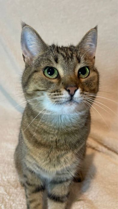 Ручні, виховані, стерильні кішечки 1-1,5 роки