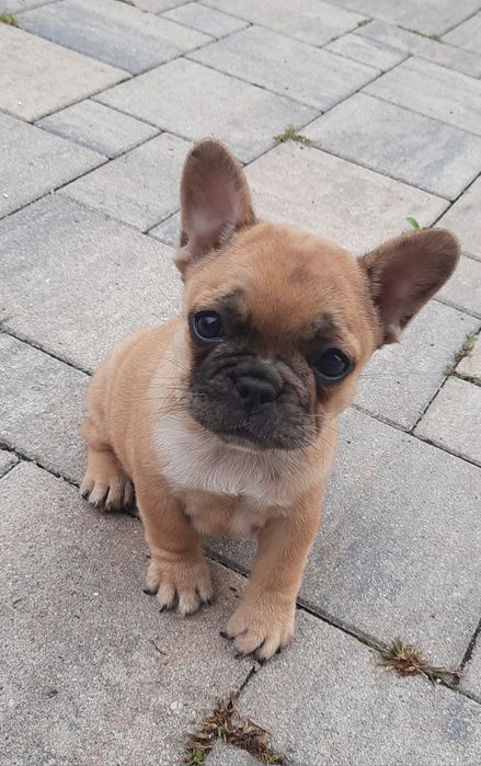 Suczka buldog francuski