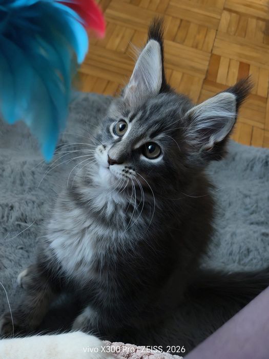 Niebieska pręgowana kotka Maine Coon gotowa do odbioru
