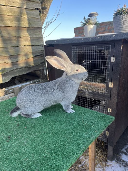 Olbrzym Belgijski Szynszylowaty Samiec