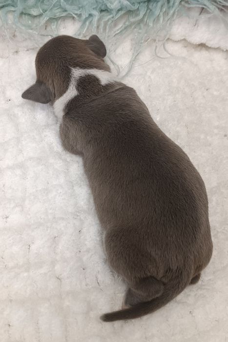 Nirvana блакитна красуня АСТ,розплідник КСУ