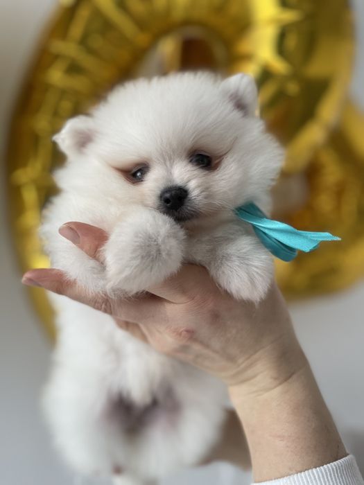 Міні-принци та принцеси Померанські шпіци чекають на свої сімї