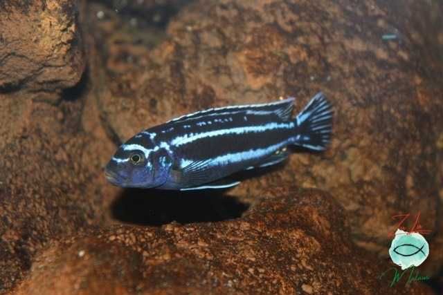 Melanochromis Maingano