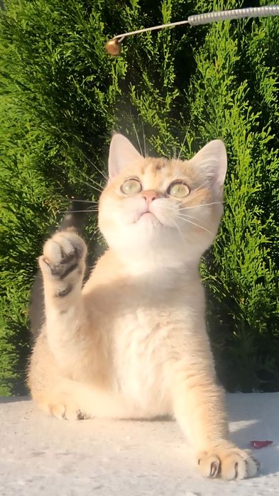Шотландське кошеня золота шиншила