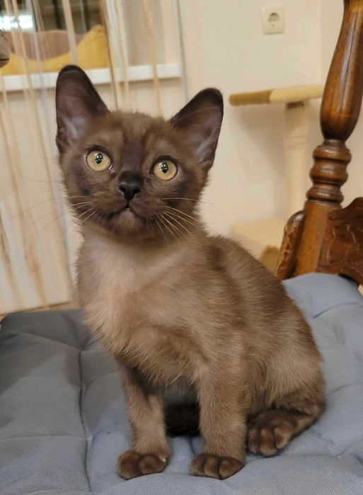 Выразительные глаза, особенность американской бурмы!