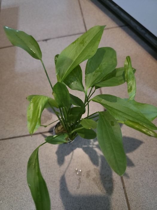 Echinodorus argentinensis