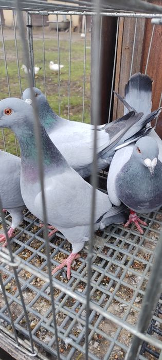 Gołębie barlesy 8 sztuk