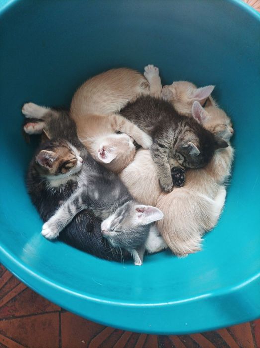 Кошенята в добрі руки