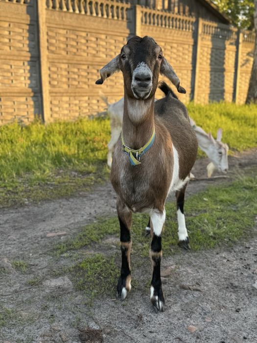 Продам молоду козу та козеня  (м. Прилуки)