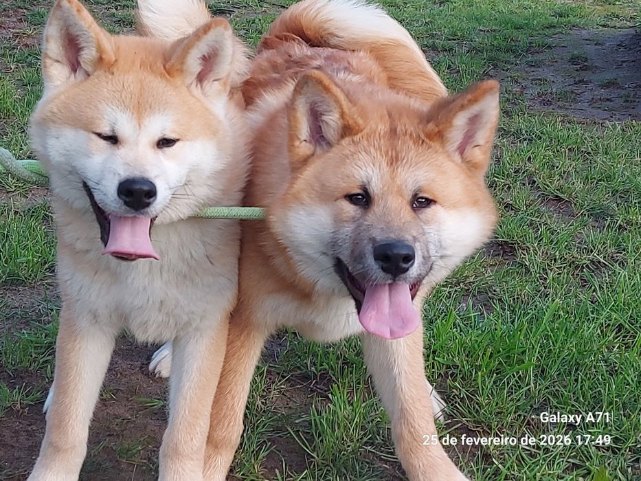 Akita inu japonês