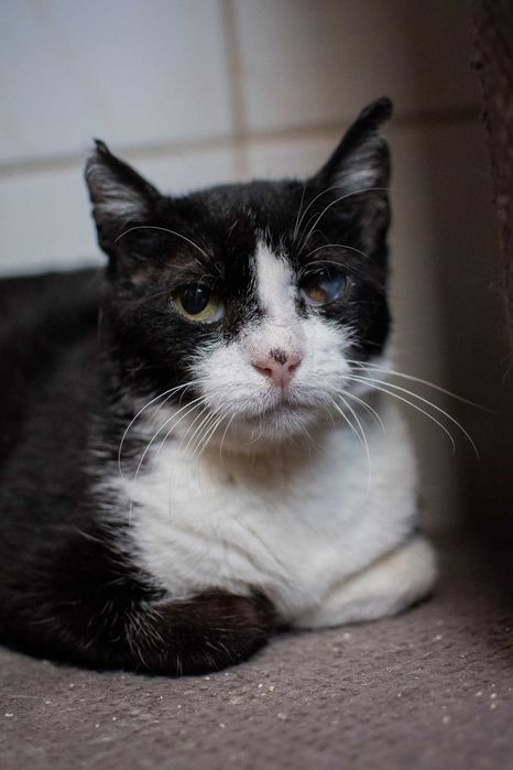 Kot Pirat szuka doświadczonego opiekuna