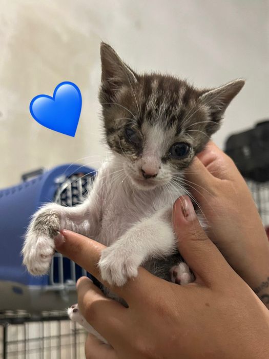 Gatos para adoção responsável