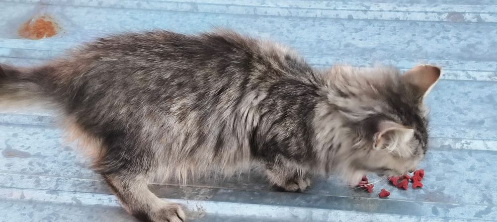 Віддам в добрі руки кошенят