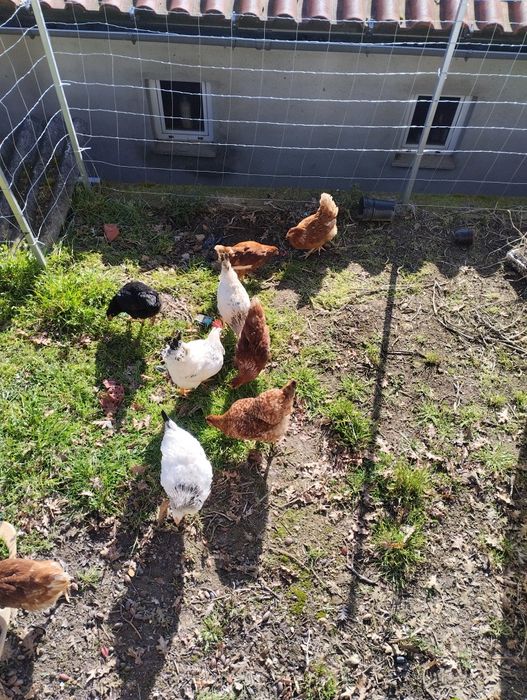 Ovos caseiros de galinha ao ar livre