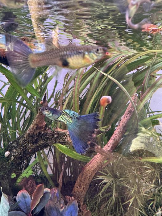 Guppy Blue Metal Snakeskin ( casal )