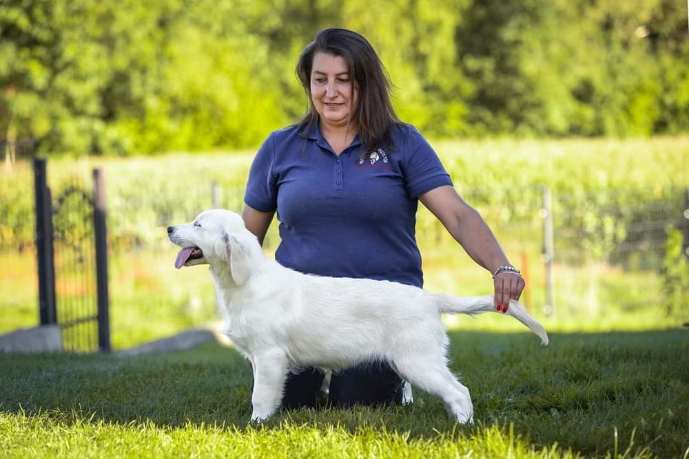 Golden Retriever FCI ZKwP