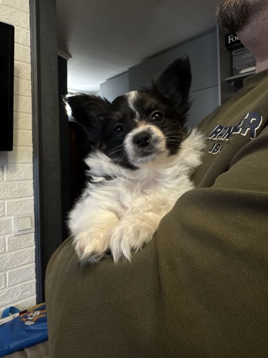 Папійон дівчинка