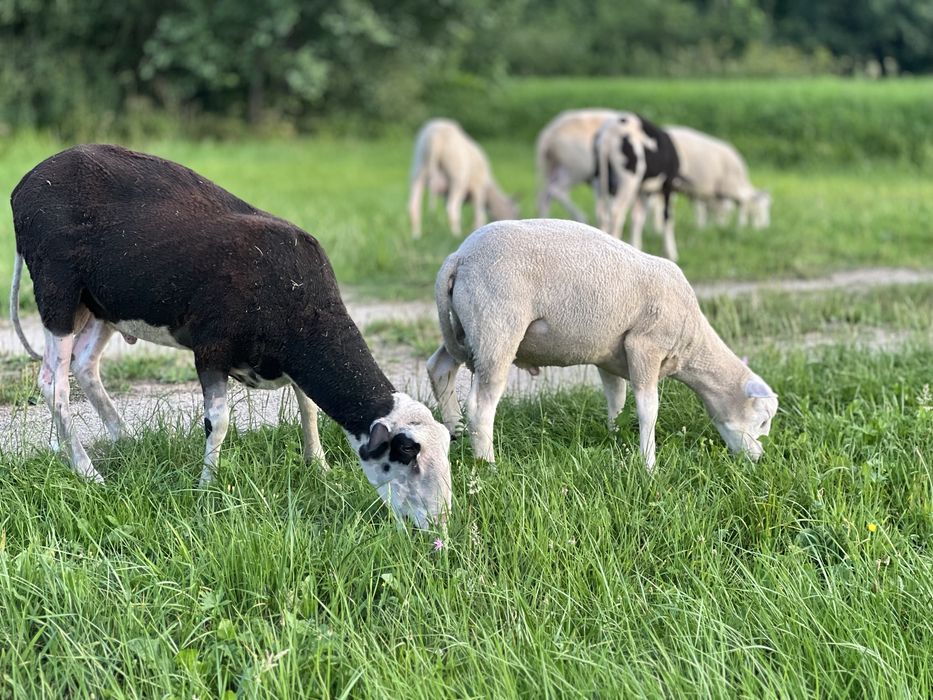 Owce tryki do rozrodu Fryz Texel Białogłowa