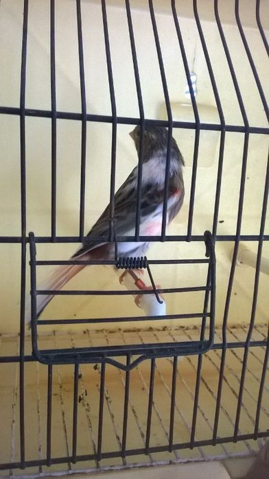 Canários novos e adultos