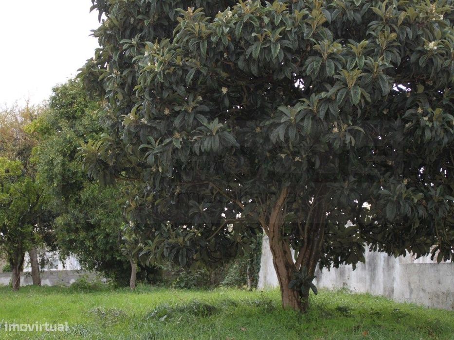 Terreno para venda junto á Escola Secundaria de Estarreja