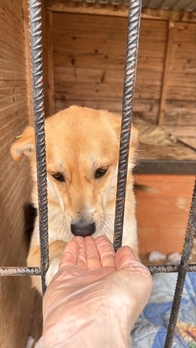 Стерилізована собака