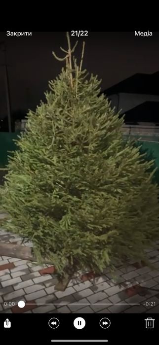 Пишна Ялинка 3 - 3,5 м Європейська