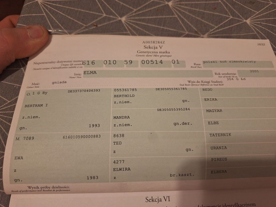 Klacz źrebna z licencją