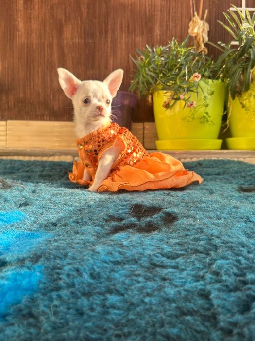 Mini sunia chihuahua FCI