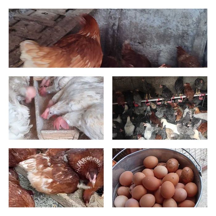 Продам кури несушки! Доставка безкоштовна. Варва!