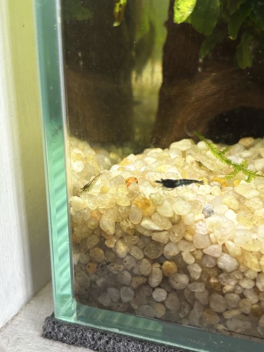 Krewetki neocaridina 20 sztuk