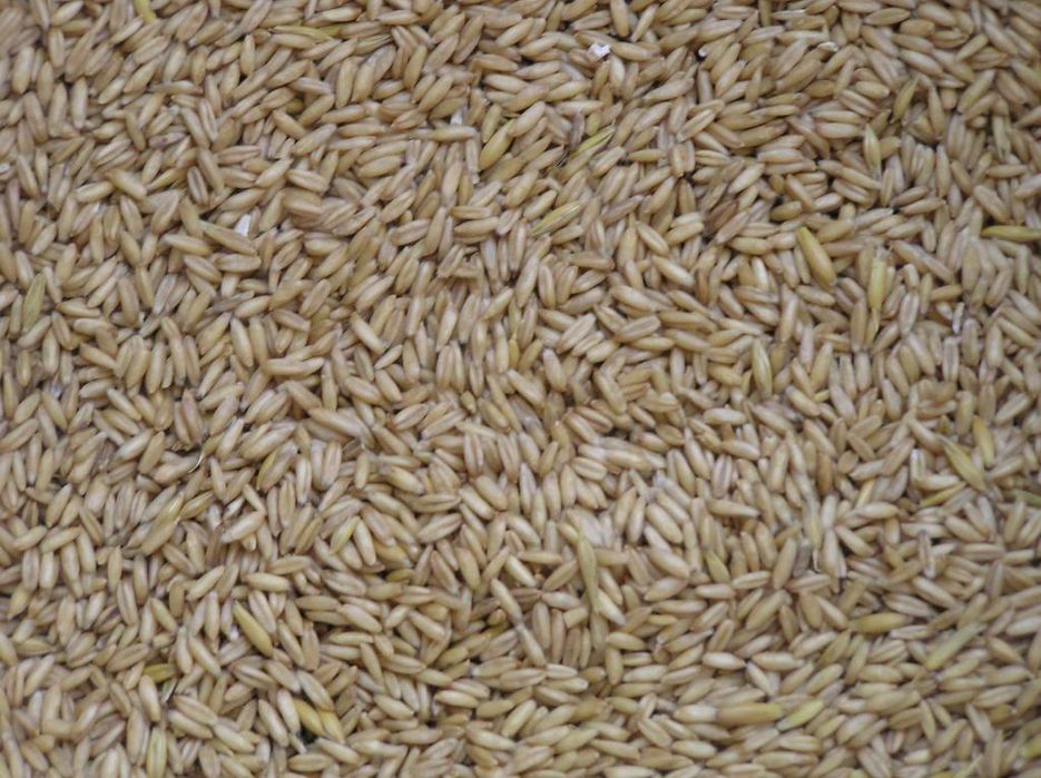 Owies bezłuskowy nagi zbiory 2025