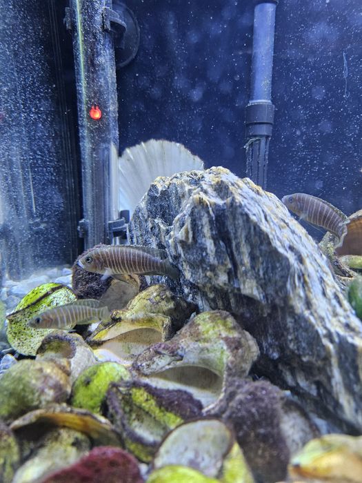 Dobrana stado 9 szt.  Muszlowców (Neolamprologus similis)