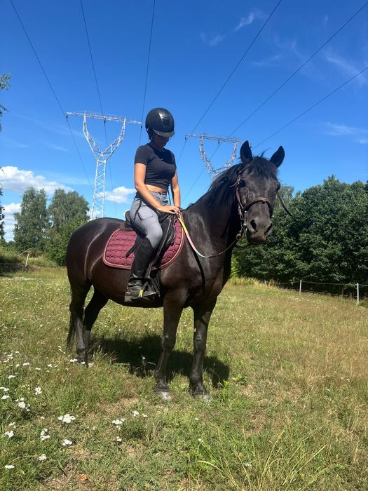 Wałach  15lat 140cm