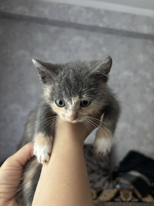 Котики в добрі руки