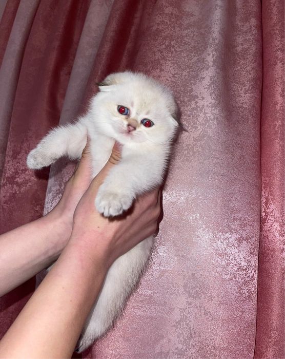 Золота шиншила колор поінт