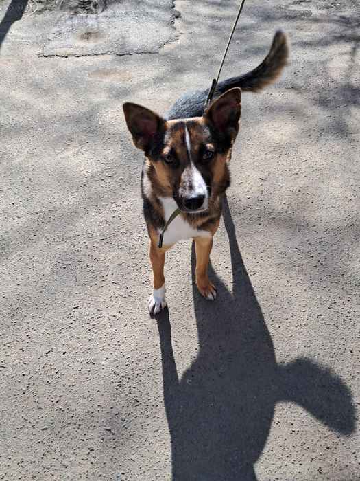 Отдам в хорошую семью  мальчика, доброго, умного, , возраст 5 месяцев,