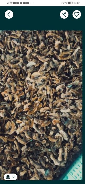 Перепонки грецкого ореха