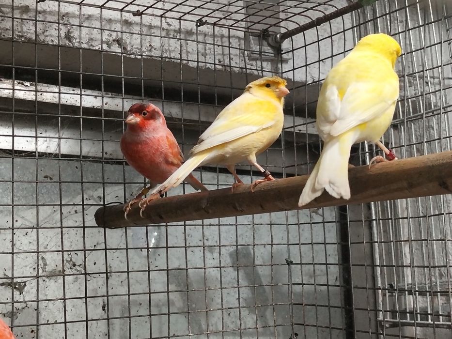 Canários 2025... 6 casais disponíveis