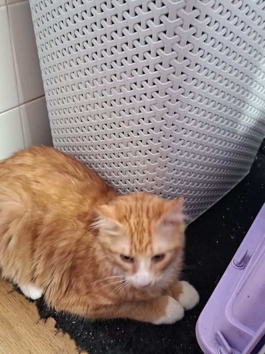 Dou gato com 5 meses