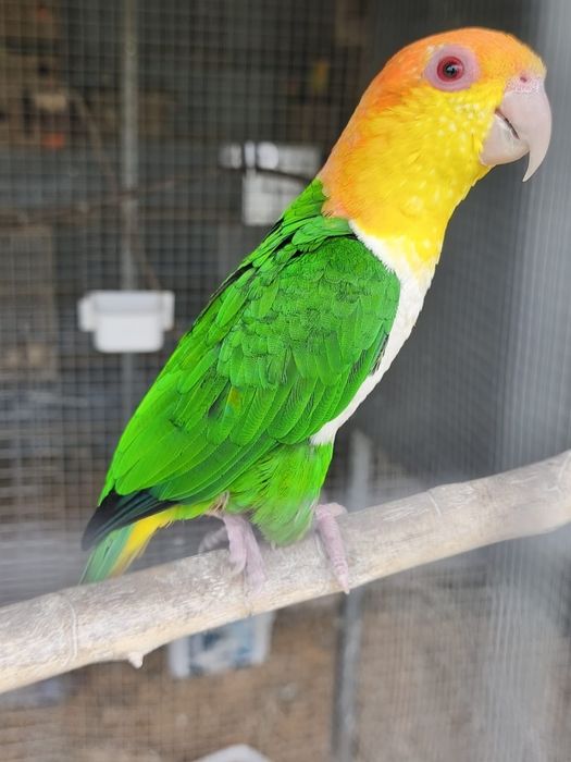 Pionites Leucogaster Leucogaster femea